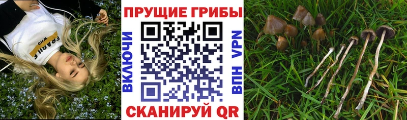Галлюциногенные грибы GOLDEN TEACHER  Валдай 